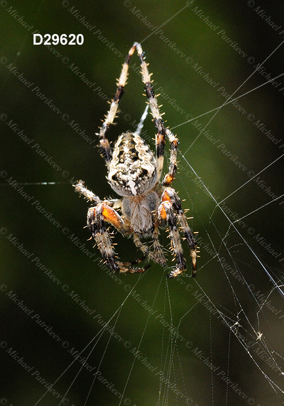 Araneus nordmanni